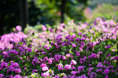 春醒嶺南！華南國(guó)家植物園迎來年度“花朝盛典”