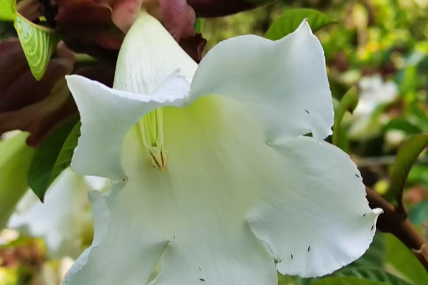 潔白如雪，如約盛開！華南國(guó)家植物園清明花盛放引游人駐足