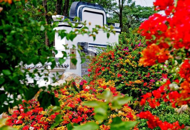 花都馬嶺村：智種三角梅，一花開(kāi)五色