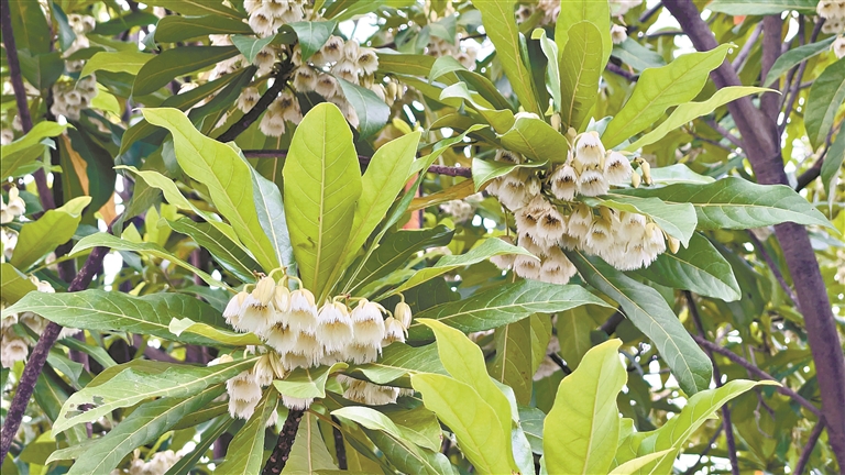 杜英進(jìn)入最佳觀賞期 風(fēng)鈴搖落“白玉雪”