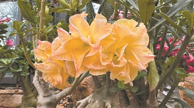 華南國家植物園舉辦沙漠玫瑰專題植物展