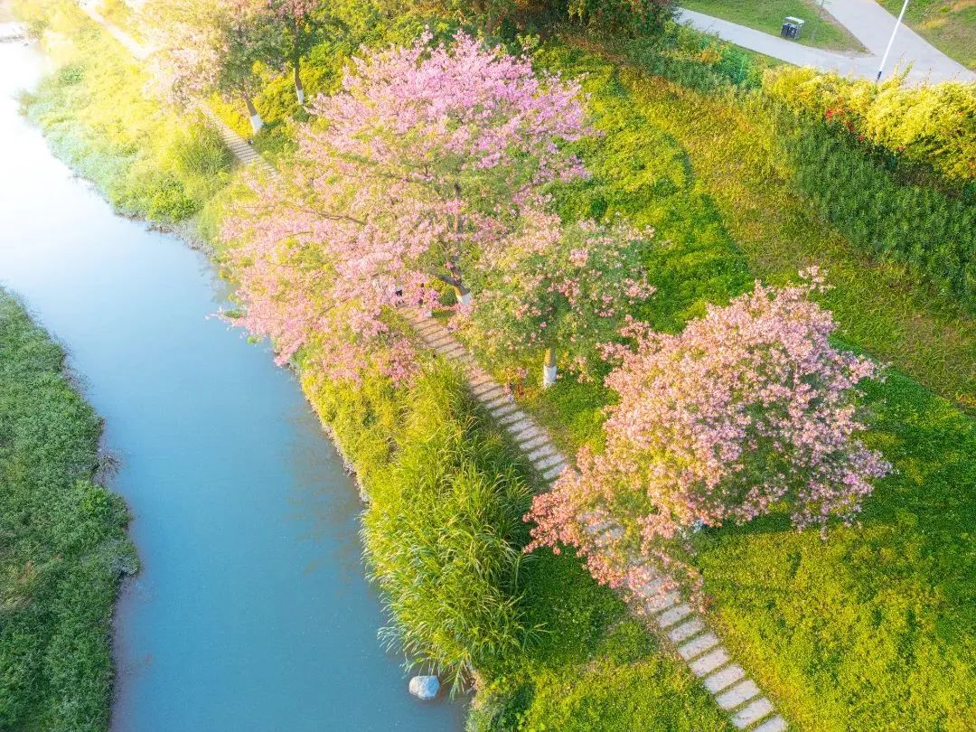 跟著央視鏡頭，看流淌在家門口的廣州幸福河