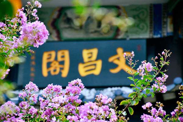 Lingnan garden hosts summer wisteria festival
