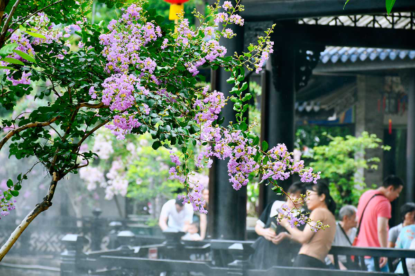 今夏繁花景 餘蔭譜華章1.jpg